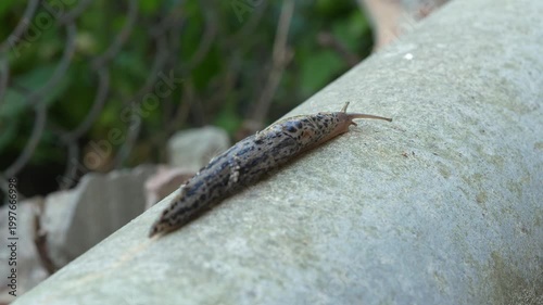 Close up of a brown leopard slug crawling slowly on a grey concrete ledge in a garden setting