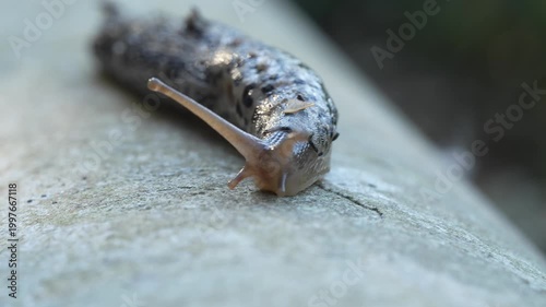 Close up of a grey spotted slug crawling on a concrete surface with extended tentacles and slimy texture