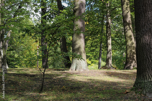 Scenic view of tall trees in a sunny summer park.