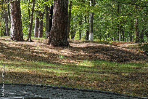 Scenic view of tall trees in a sunny summer park.