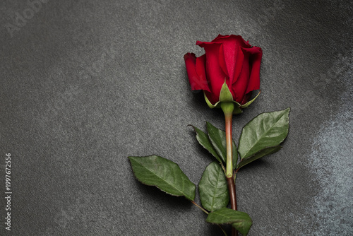 Tableau sur toile Red rose lies on a dark surface with green leaves attached showing a simple disp