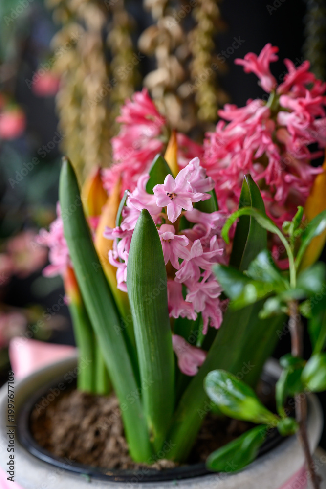 Obraz premium Flowers in a pot on display in a garden. Colorful flowers grow in a pot set among other plants in a garden space. The flowers have different colors and shapes.