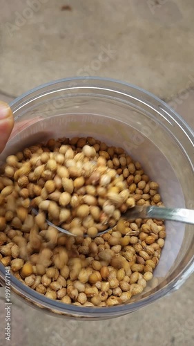 Storing traditional caguayote seeds in a plastic jar.