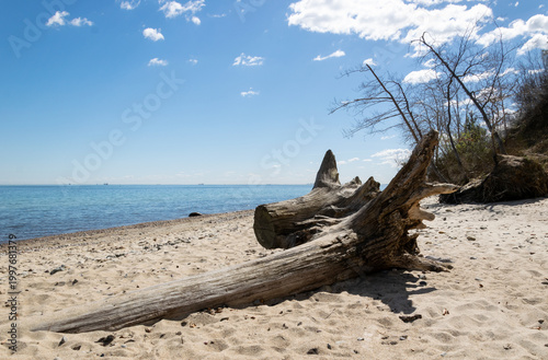 A dead tree on the Baltic Sea beach in Gdynia, Poland. A warm spring day at the beach.