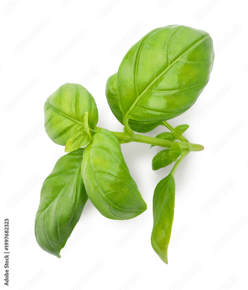 Fototapeta premium Sprig with green basil leaves isolated on white, top view