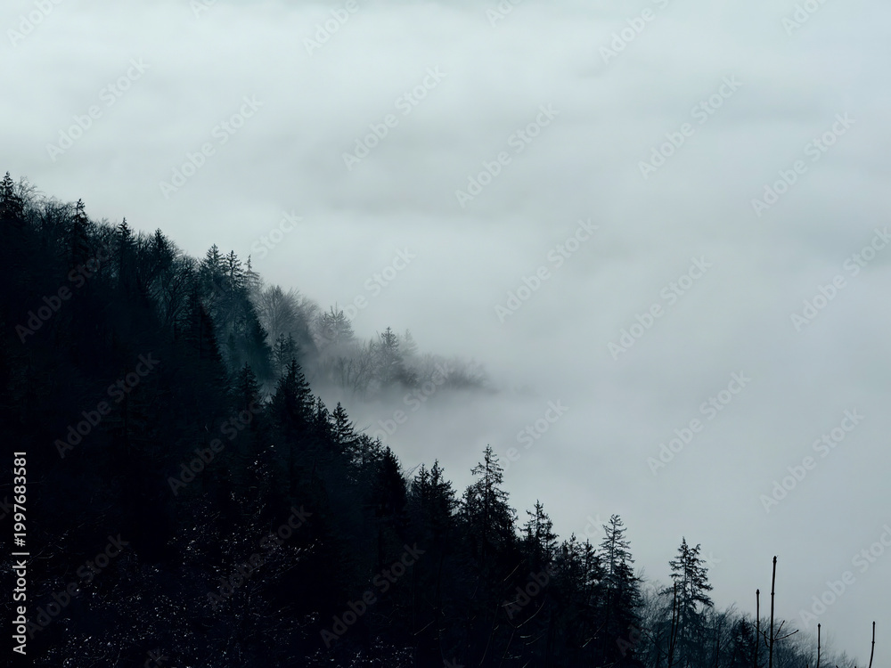 Obraz premium Lush trees rise above a blanket of mist in a serene forest during early morning hours creating a tranquil atmosphere.