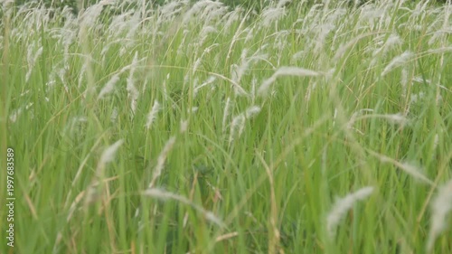 Green meadow with white reeds blowing in the wind