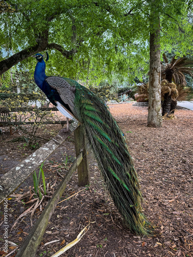 peacock in the park