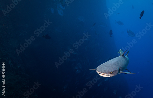 Fotografie Whitetip Reef Shark at Roca Partida Seamount, Socorro Islands, Mexico