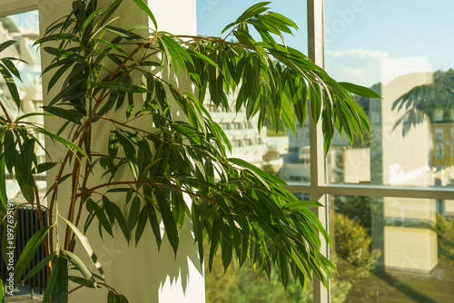 Indoor plant with broad green leaves positioned near large window, sunlight illuminating the foliage and reflecting off the glass in a modern interior setting