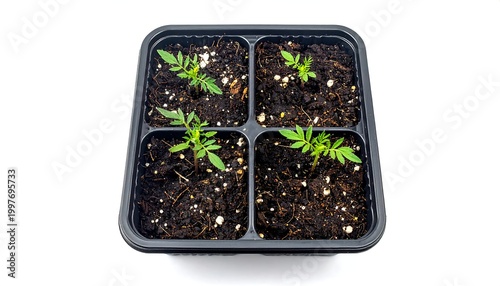 Overhead shot of a four-compartment planter filled with soil, each section growing small green seedlings