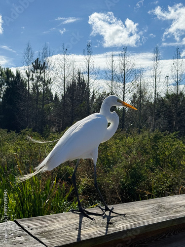 great white heron