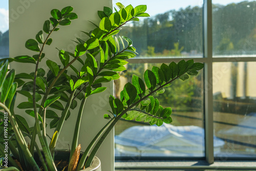 Green zz plant with glossy leaves positioned near a large window, showcasing natural light and a blurred outdoor landscape in the background