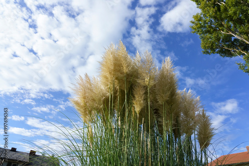 Tall pampas grass with feathery plumes swaying against a bright blue sky with scattered clouds, residential buildings visible in the background