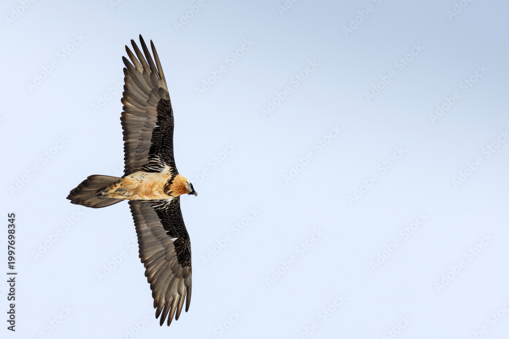 Fototapeta premium bearded vulture