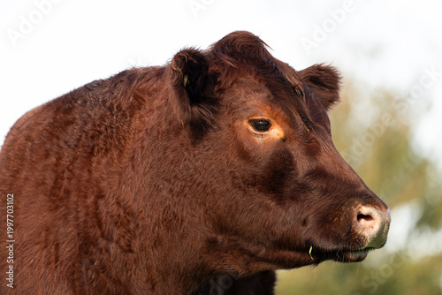 Lincoln Red Cow Side Profile Close Up Portrait Against Soft Bokeh Background