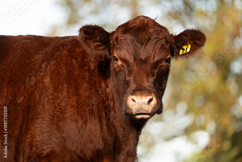 Lincoln Red Young Cattle Portrait Looking at Camera with Autumn Bokeh Background