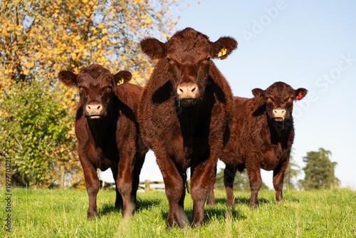 Lincoln Red Cattle Grazing on Green Pasture in Autumn