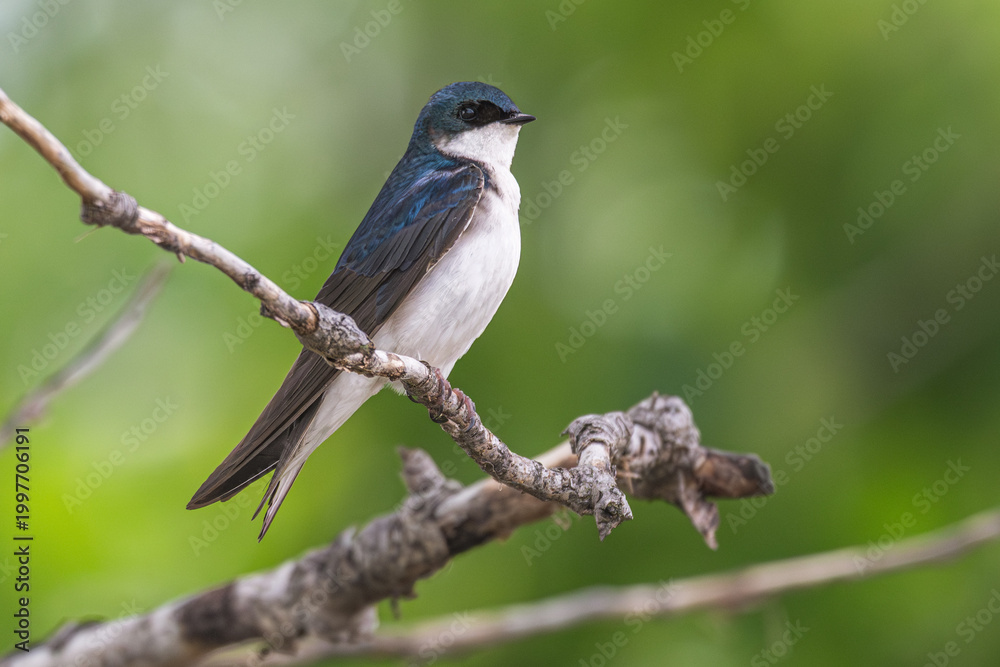 Obraz premium Portrait of a tree swallow perched on a branch.