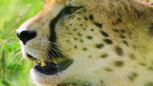 Extreme close up of an African Cheetah face resting in Savanah of South Africa.