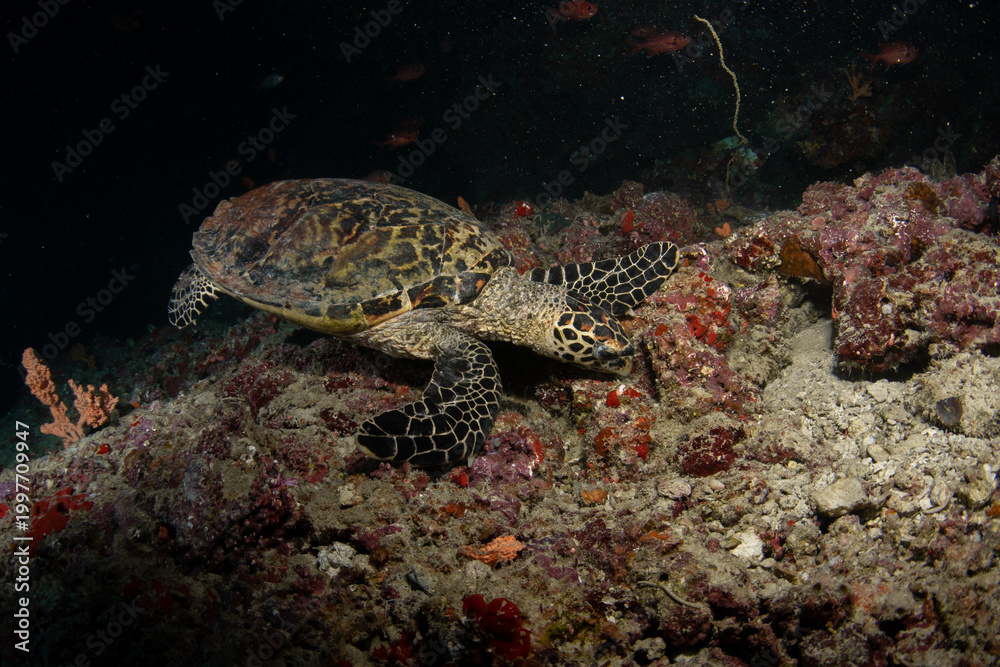 Obraz premium Hawksbill sea turtle foraging over vibrant coral reef in Maldives clear blue water