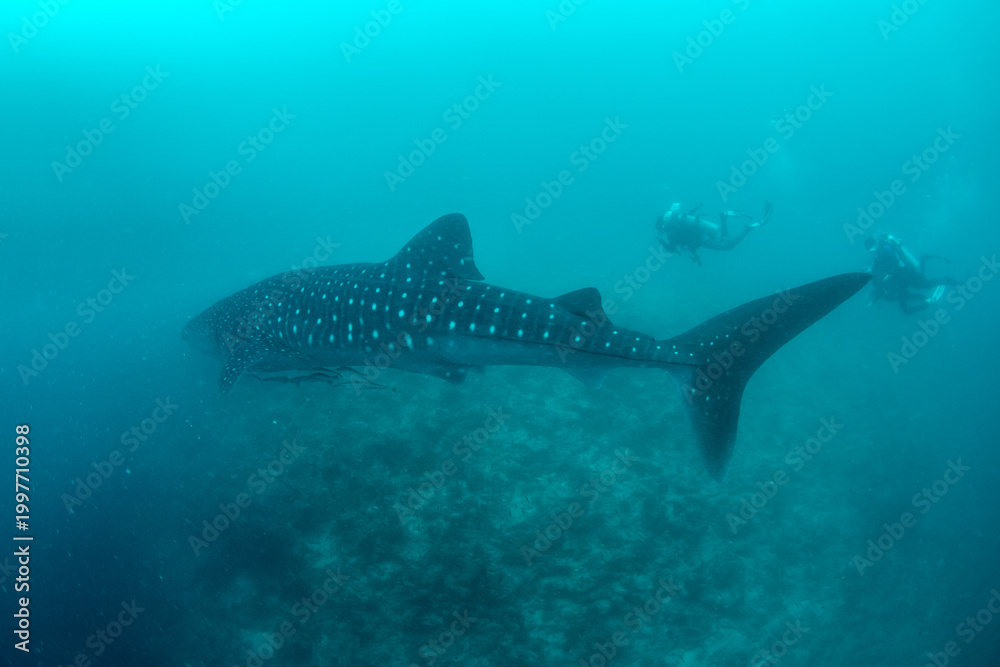 Fototapeta premium Whale shark and scuba diver in blue water over reef Maldives