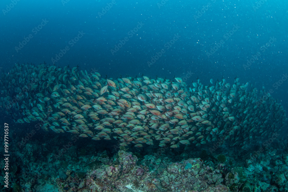 Fototapeta premium Wide Angle Massive School of Humpback Red Snapper in Maldives Reef