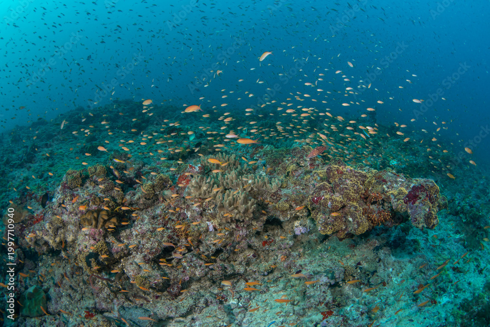 Fototapeta premium Wide Angle Coral Reef Covered in Thousands of Colorful Fish in Maldives