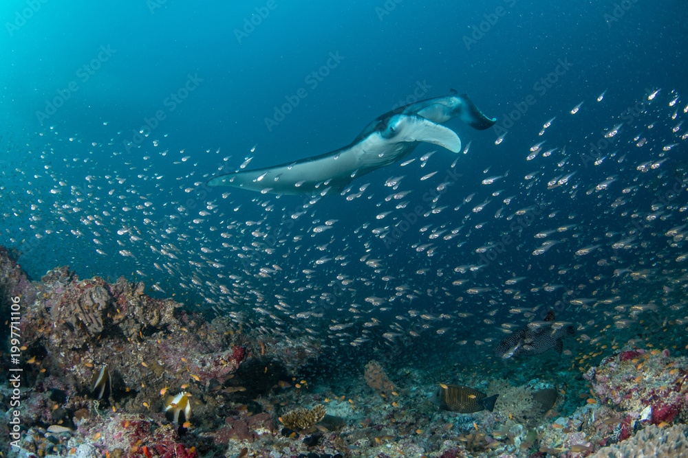 Obraz premium Manta ray being cleaned over reef with fish and sunbeams Maldives