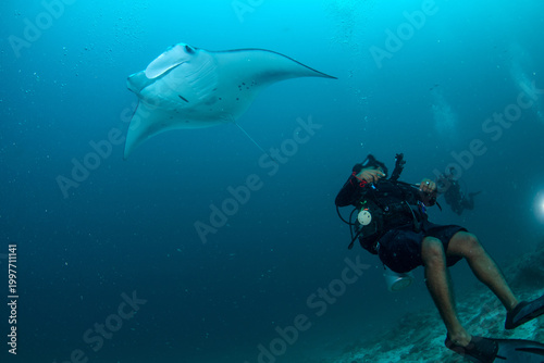 Manta ray passing overhead scuba diver looking up Maldives blue water reef scen