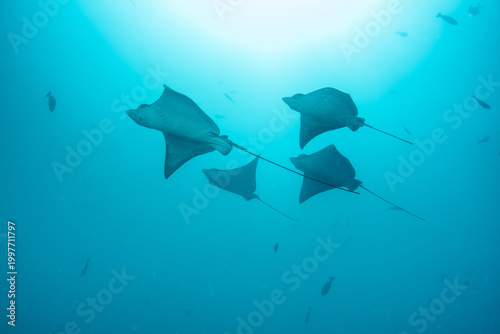 Spotted Eagle Rays Moving Together in Formation in Maldives Blue Water
