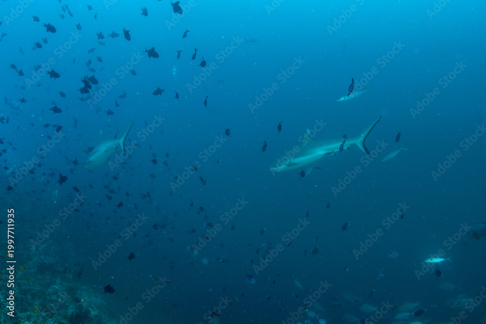 Obraz premium Silvertip Sharks Patrolling Coral Reef Drop-Off in Maldives with Anthias and Triggerfish