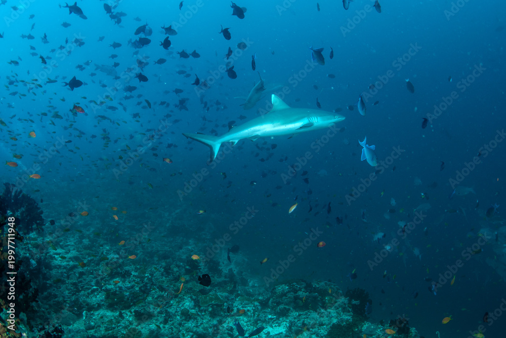 Fototapeta premium Silvertip shark passing along reef edge in Maldives deep blue tropical waters
