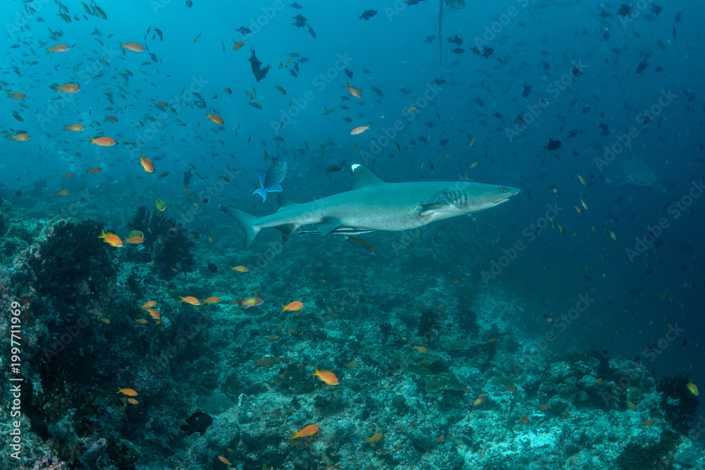 Obraz premium Whitetip reef shark near coral reef drop-off surrounded by thousands of reef fish in Maldives