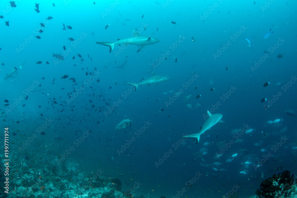 Obraz premium Group of silvertip sharks swimming along reef slope with eagle rays and schooling fish in Maldives