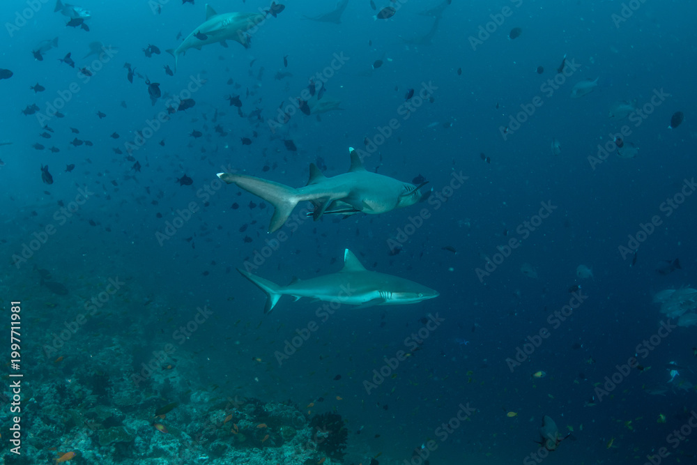 Fototapeta premium Silvertip shark and whitetip reef shark swimming together near coral reef drop-off in Maldives blue water