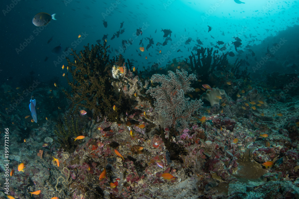 Obraz premium Tropical coral reef in Maldives with green cup coral and abundant reef fish underwater wide angle scene