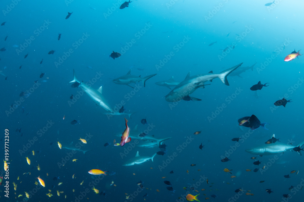 Fototapeta premium School of silvertip sharks swimming in deep blue water in Maldives open ocean