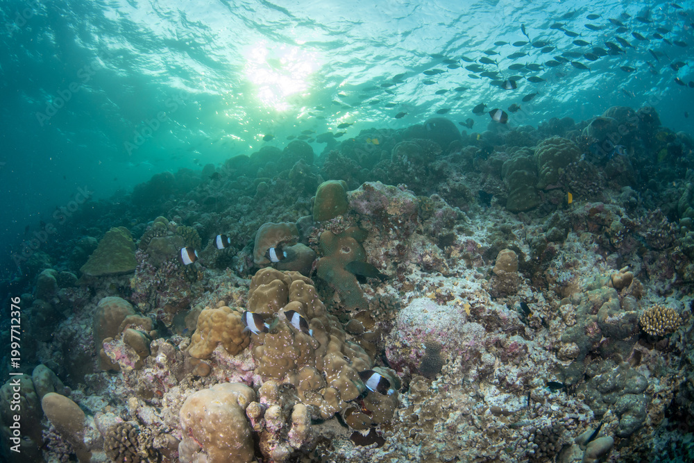 Fototapeta premium Coral wall reef in Maldives with sunset glow and active fish schools
