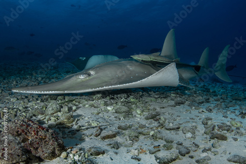 Fotografija Close-up giant guitarfish gliding above sandy ocean floor