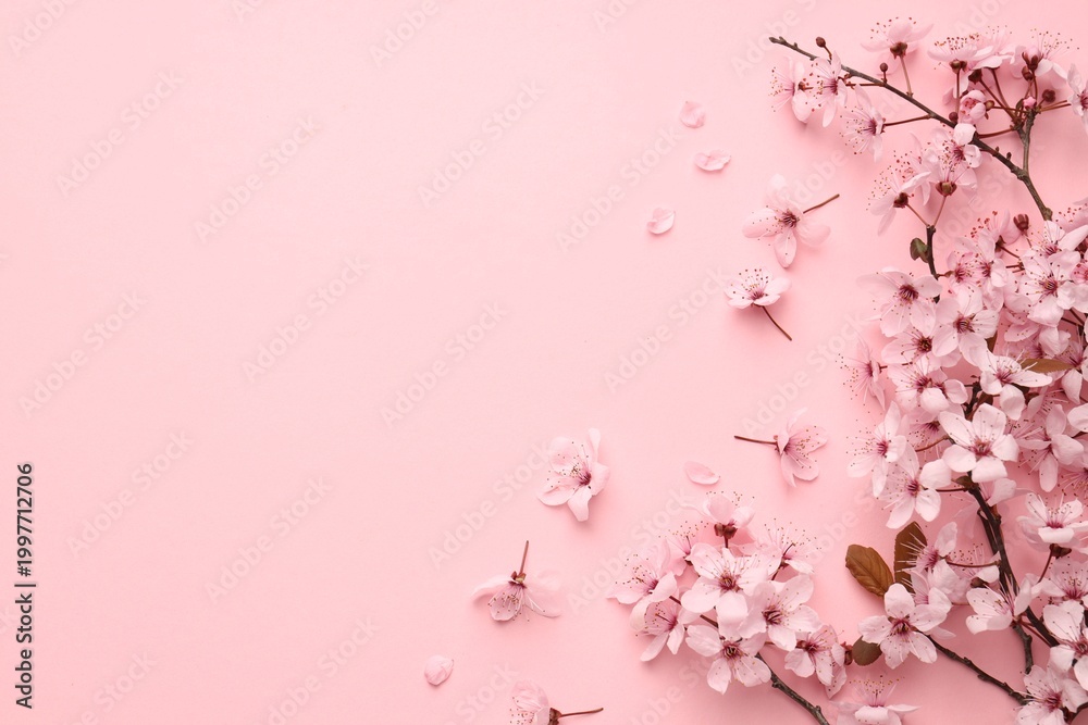 Obraz premium Beautiful cherry plum tree blossoms on pink background, flat lay. Space for text