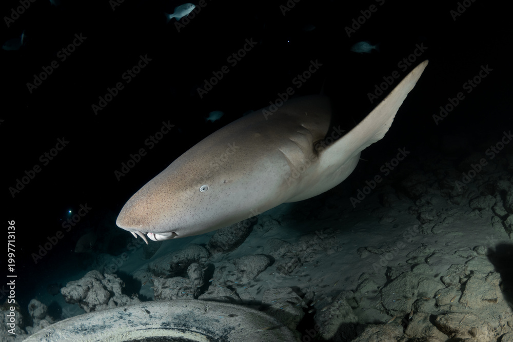 Fototapeta premium Nurse shark portrait side view underwater night dive Maldives cinematic