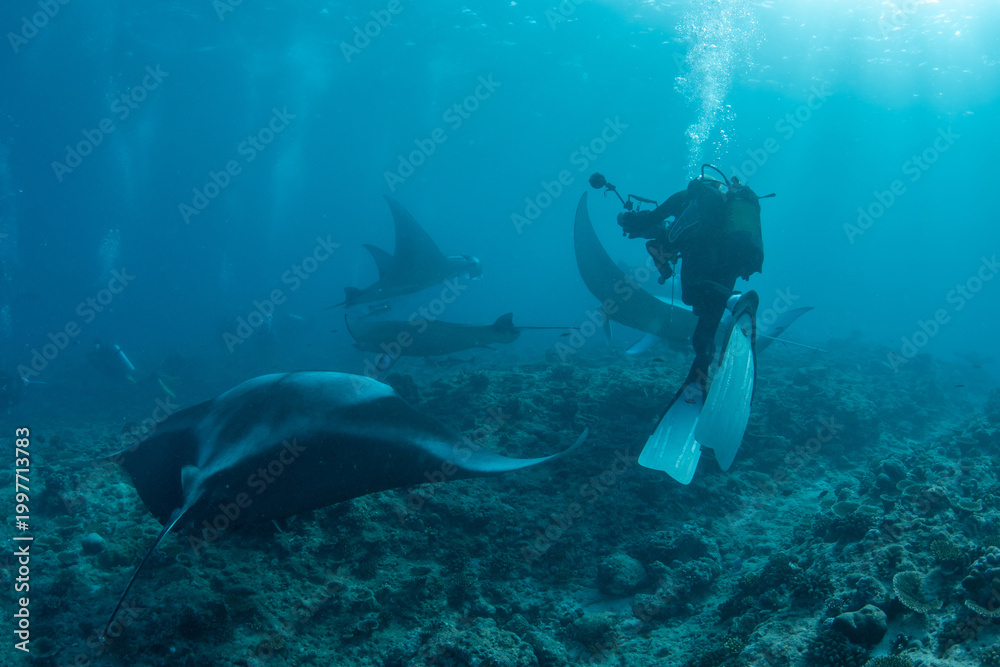 Fototapeta premium Underwater photographer approaching manta ray aggregation in the Maldives