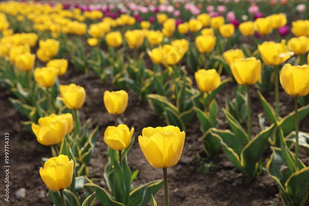 Obraz premium Beautiful yellow tulips growing in park, closeup
