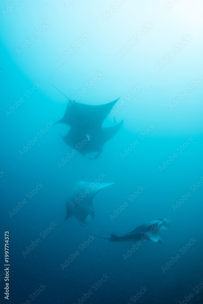 Fototapeta premium Group of Manta Rays Swimming Together in Tropical Maldives Waters