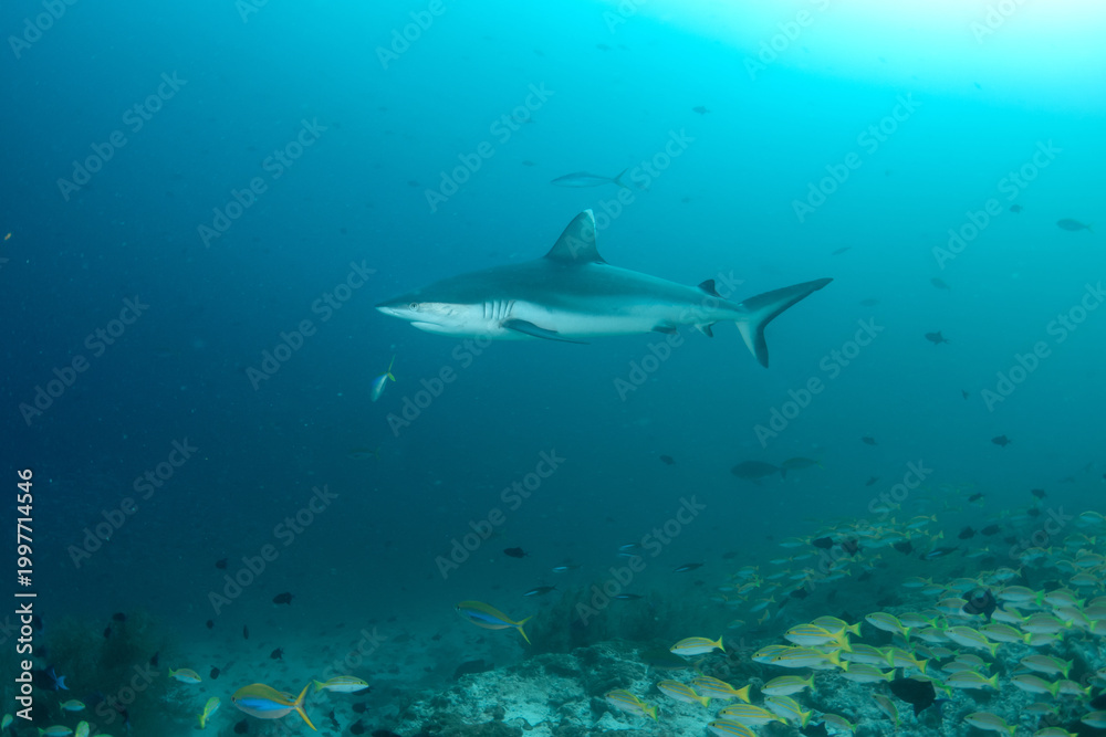 Naklejka premium Grey reef shark over coral reef with snapper school Maldives underwater blue water