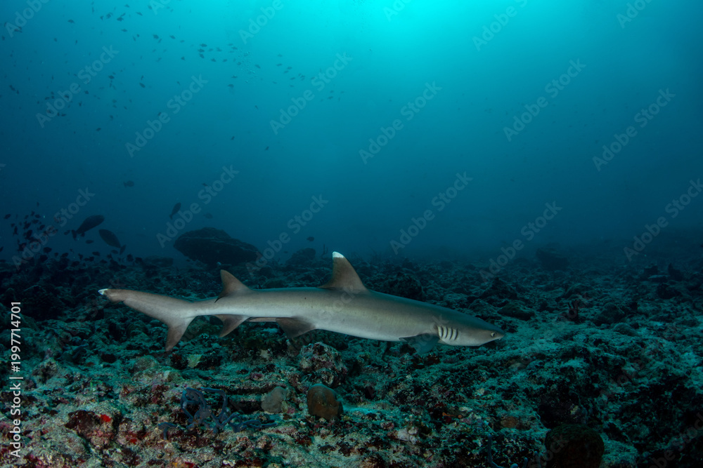 Fototapeta premium White tip reef shark close to reef