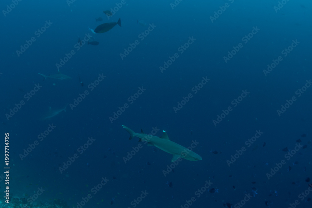 Obraz premium White tip reef shark in open blue water in Maldives