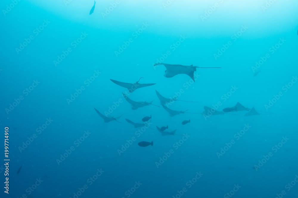 Obraz premium School of spotted eagle rays in open blue water, Maldives