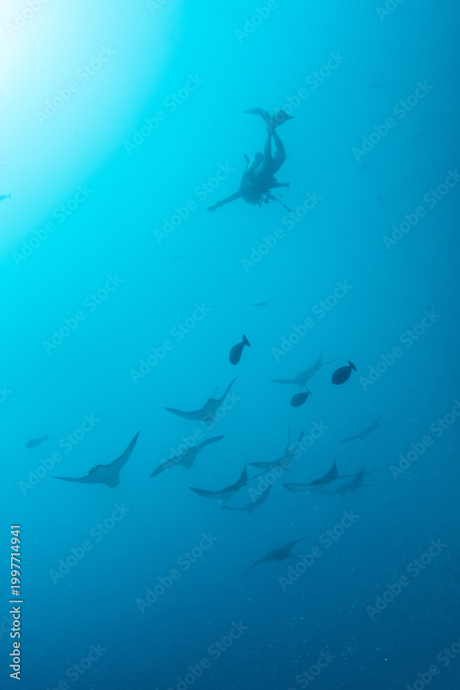 Obraz premium Spotted eagle rays passing through blue water with shark in background